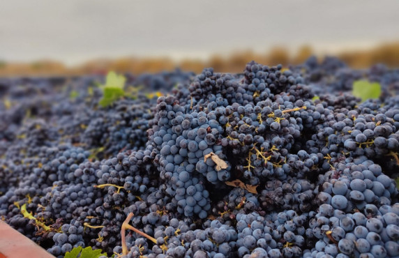  -  - Algueña - ALGUEÑA