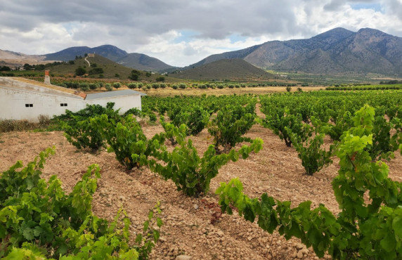 Country land - Venta - Algueña - Abanilla