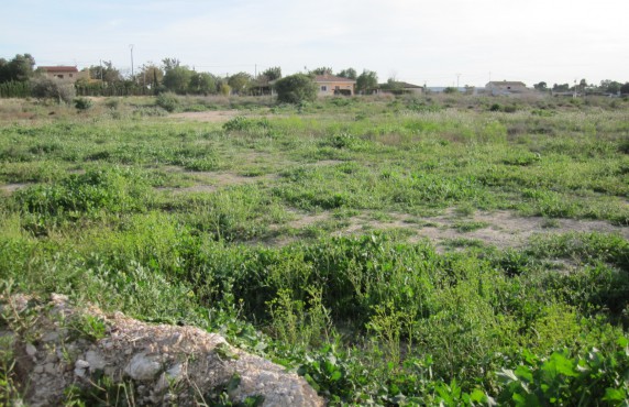 Finca - Venta - Elche - TGV4361