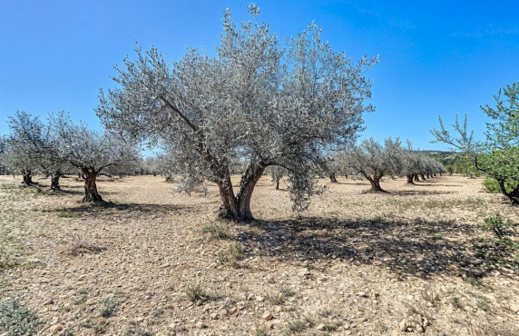 Fincas y solares - For Sale - Castalla - Polígono 1 Parcela 51 PILETES. CASTALLA (ALICANTE