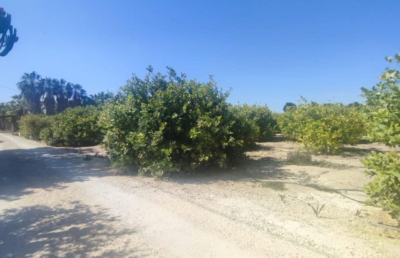 Fincas y solares - For Sale - Elche - PTDA ALZABARES BAJO