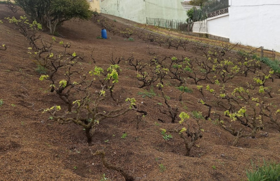 Fincas y solares - For Sale - Santa Brígida - Vino