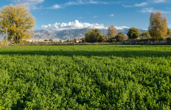 Fincas y solares - Venta - Granada - Pago de Marachatalan Granada