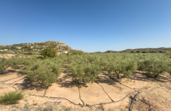 Plot - For Sale - Elche pedanias - Ferriol