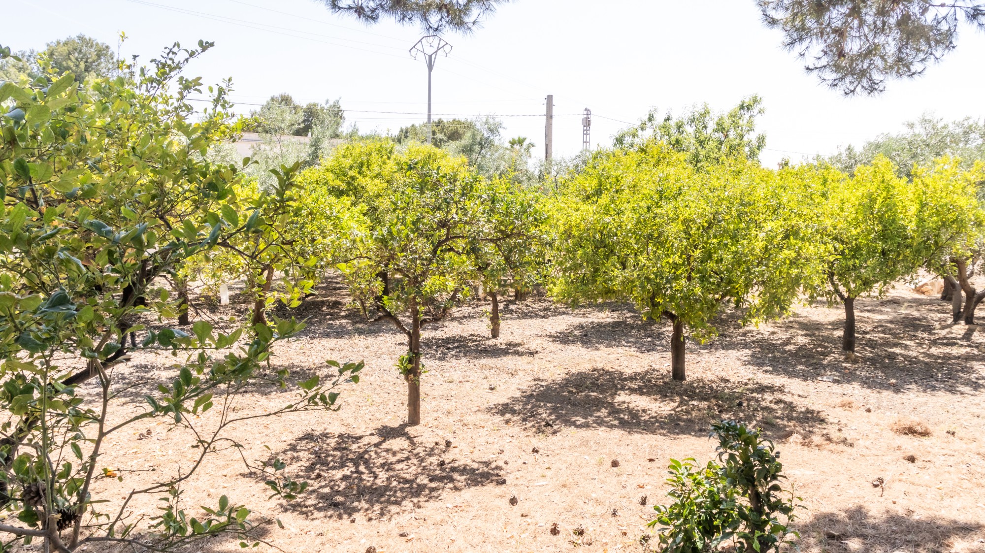 Casas o chalets-Venta-Elche-1746224-Foto-37