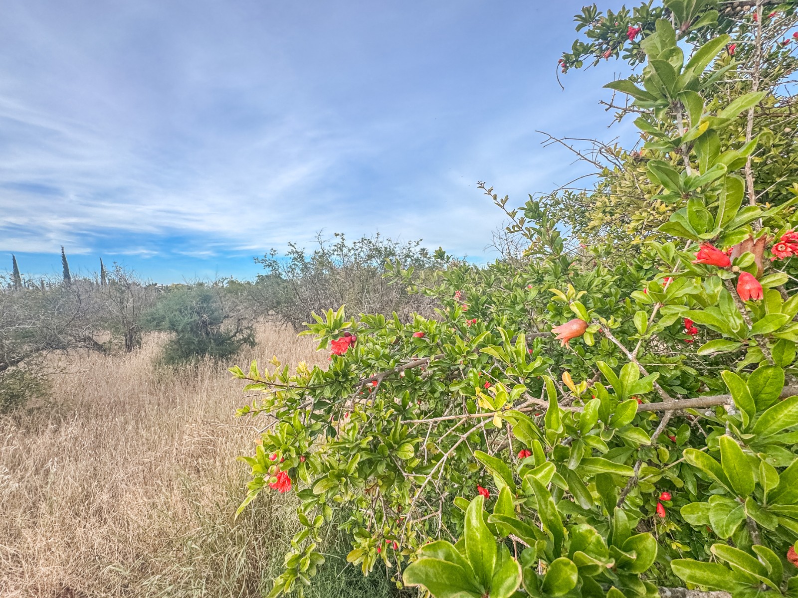 Fincas y solares-Venta-Elche-2291826-Foto-3