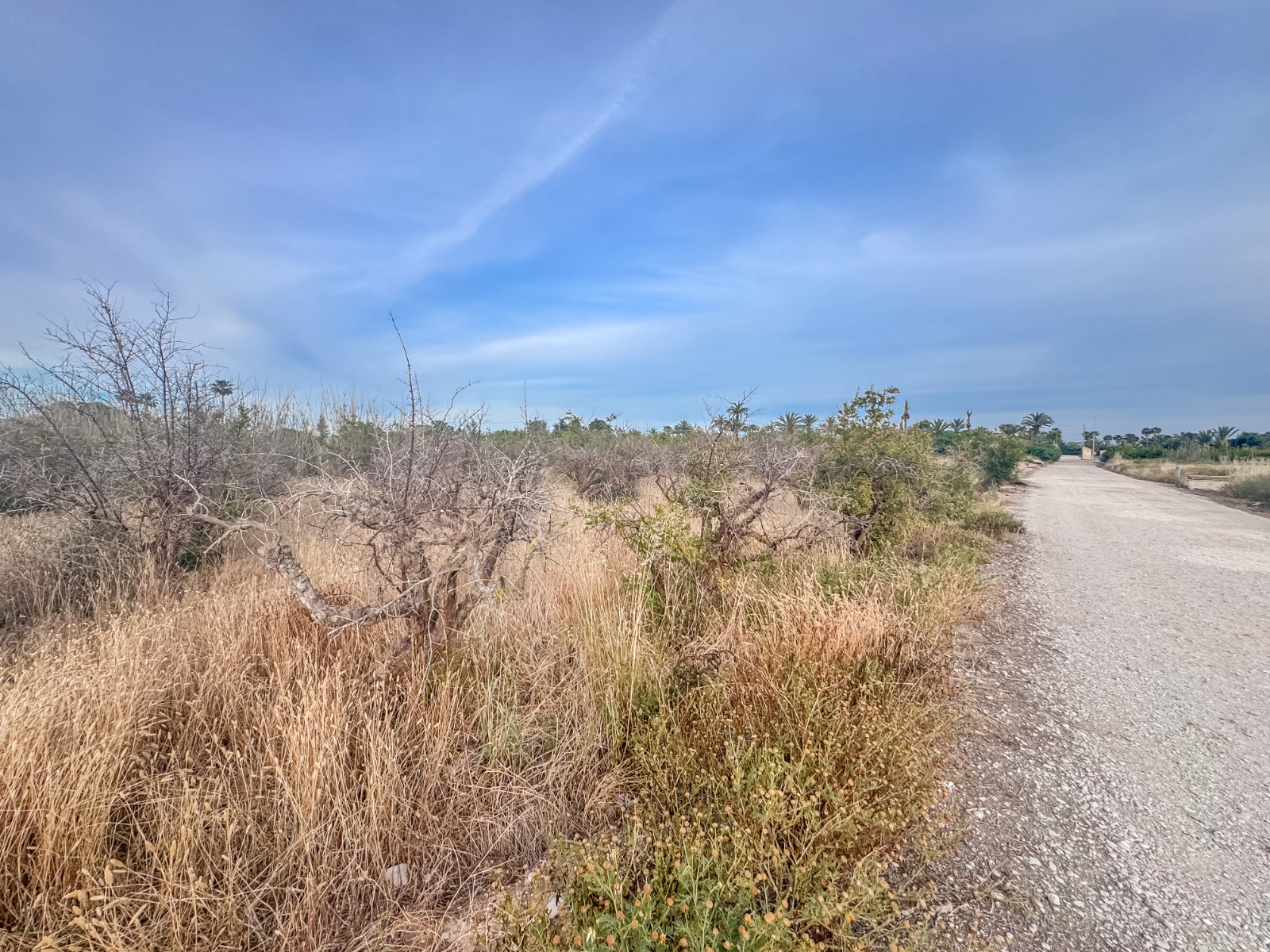 Fincas y solares-Venta-Elche-2291826-Foto-4