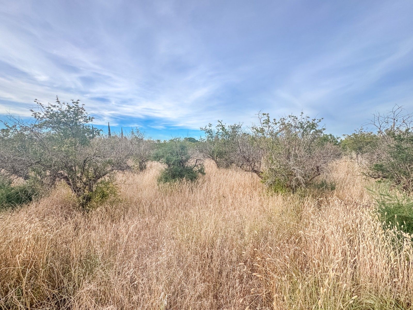 Fincas y solares-Venta-Elche-2291826-Foto-6