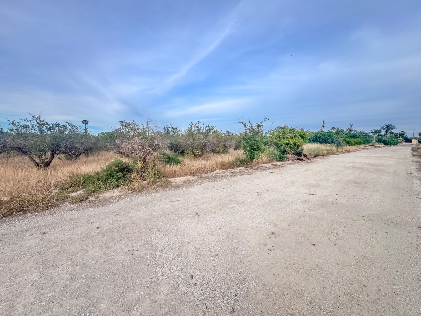Fincas y solares-Venta-Elche-2291826-Foto-2