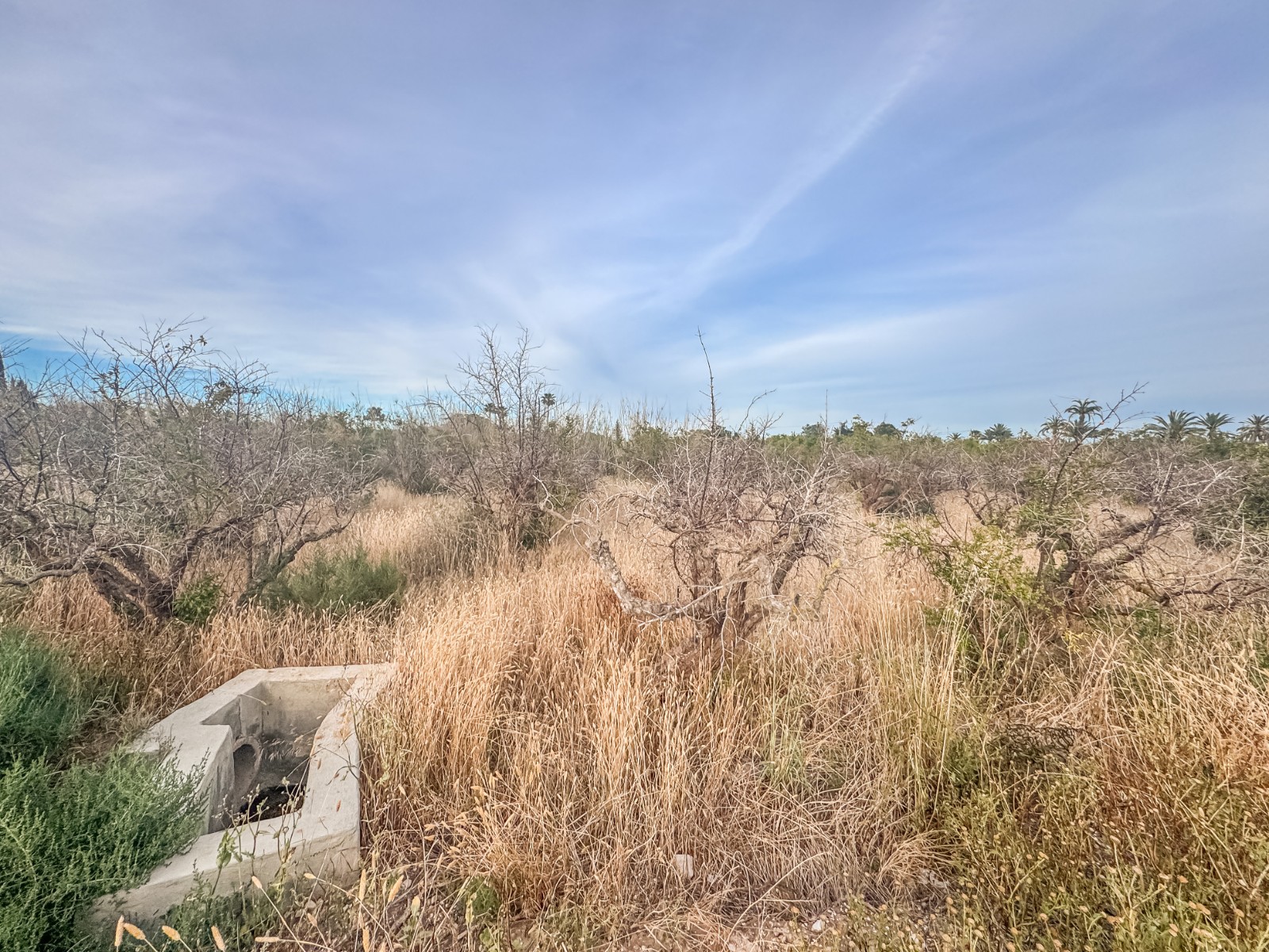 Fincas y solares-Venta-Elche-2291826-Foto-5