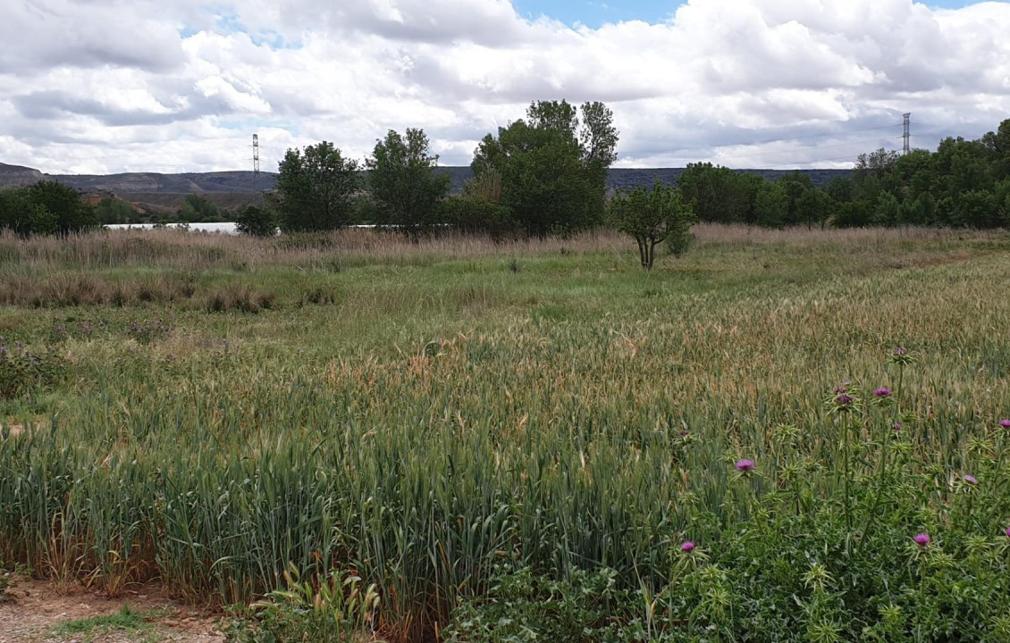 Venta - Casas o chalets - Muel - Plaza de los Mártires