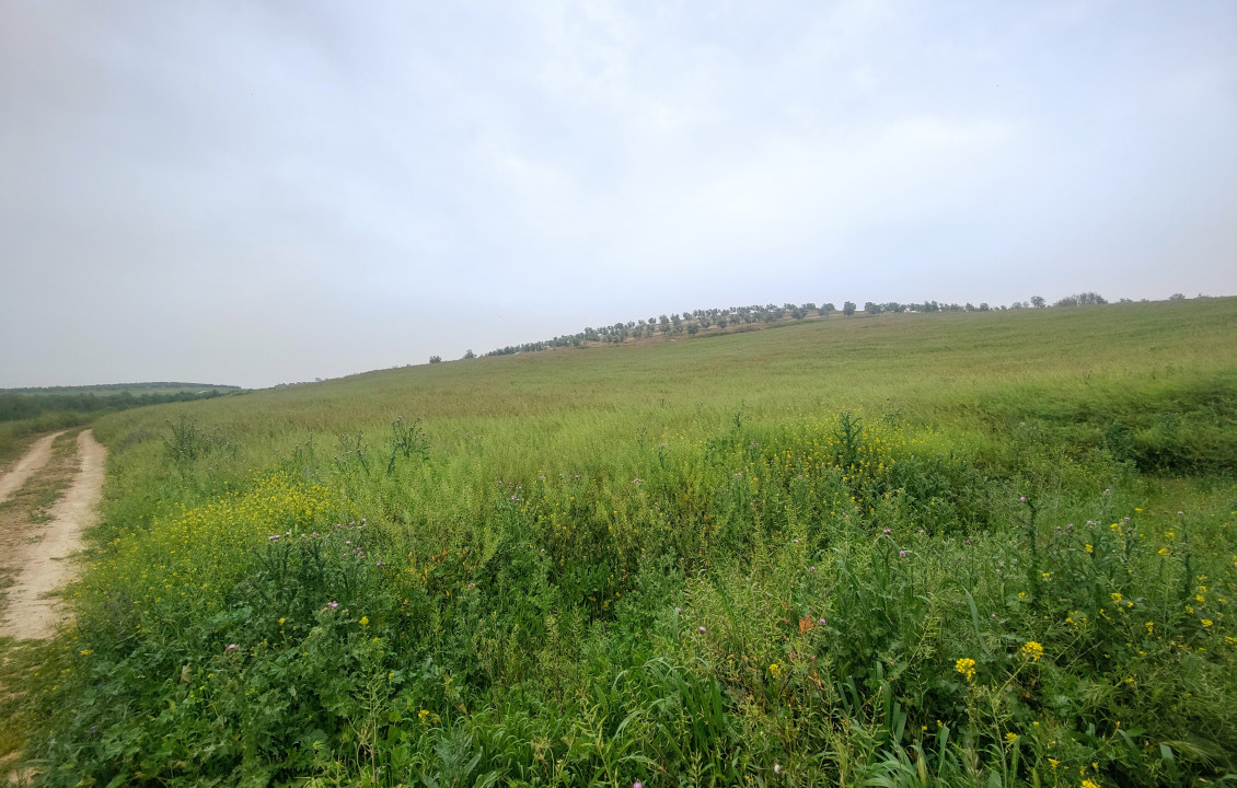 Venta - Fincas y solares - Alameda - poligono 7 parcela 1, Baqueta-Alameda