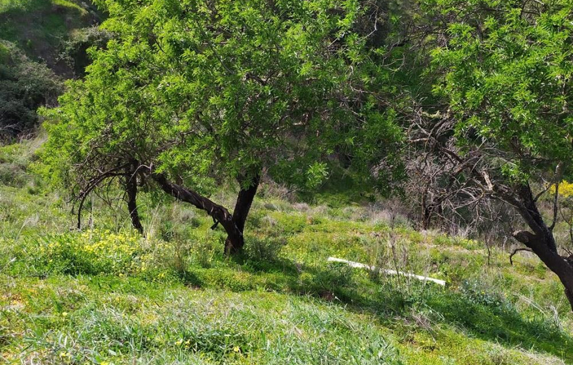 Venta - Fincas y solares - Monda - 39-40 paraje de las cañadas