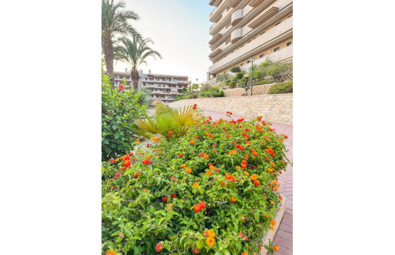 Long Rental Period - Apartment - Arenales del sol - Costa Blanca