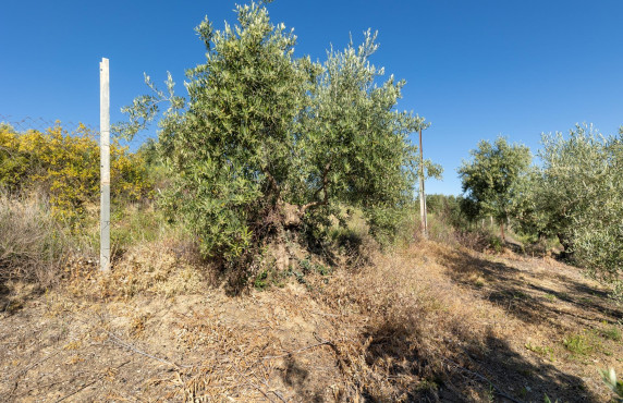 For Sale - Fincas y solares - Pinos Genil - Sierra Nevada