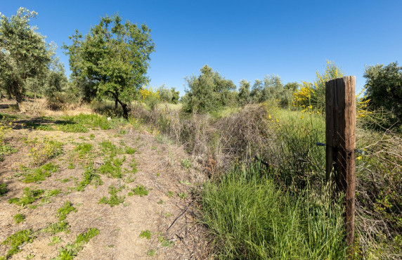 Venta - Fincas y solares - Pinos Genil - Sierra Nevada