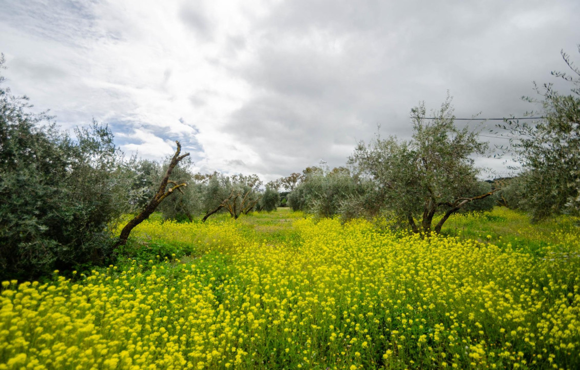 Venta - Fincas y solares - Ronda - Carretera C-344