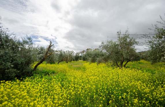 Venta - Fincas y solares - Ronda - Carretera C-344