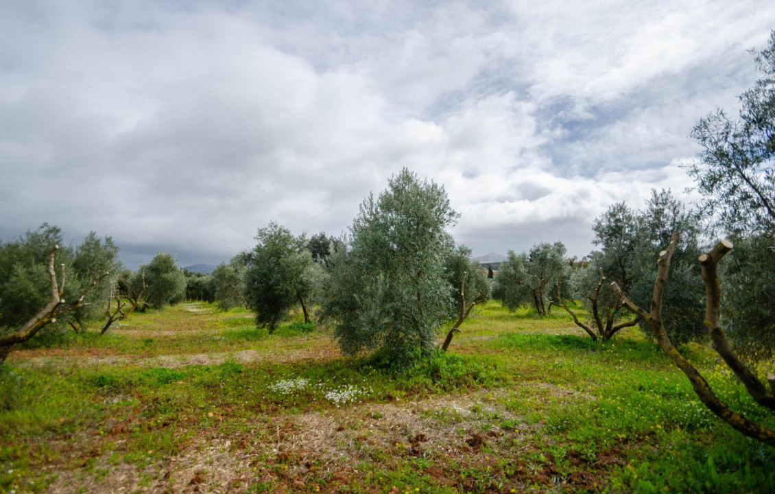 Venta - Fincas y solares - Ronda - Carretera C-344