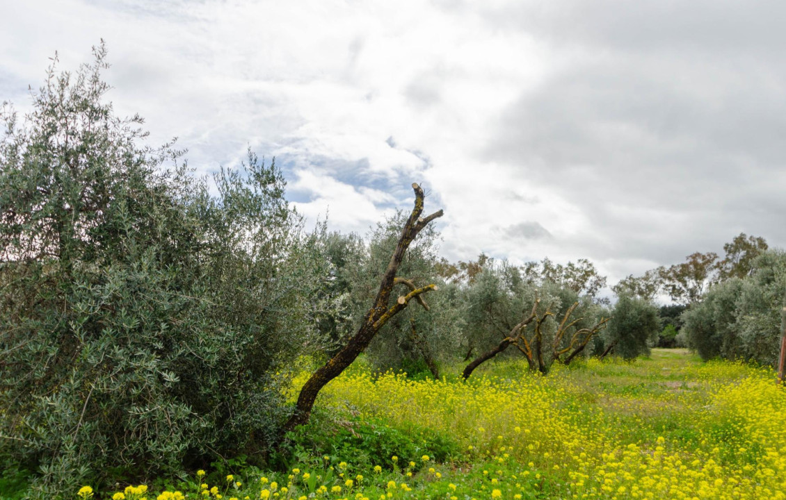 Venta - Fincas y solares - Ronda - Carretera C-344