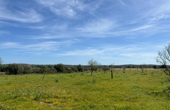 For Sale - Fincas y solares - Ses Salines - poligono 6 parcelo 527