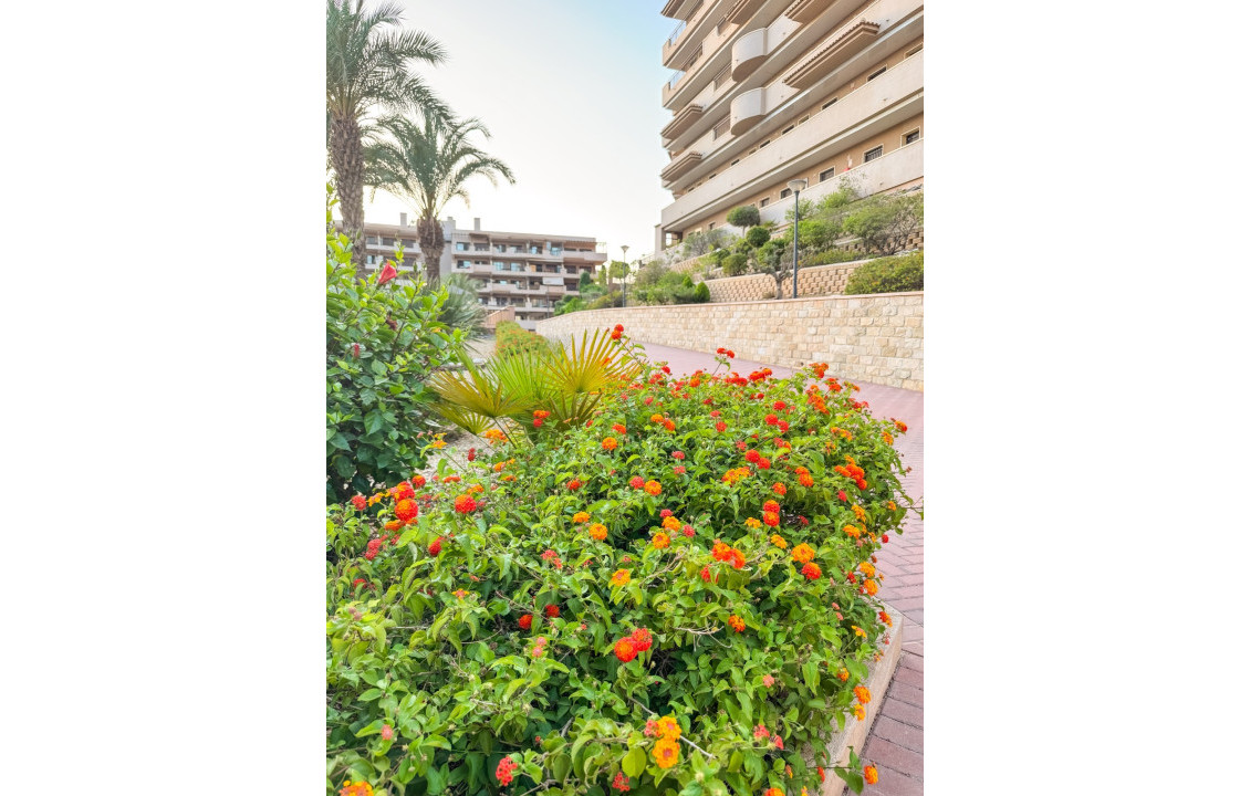 Long Rental Period - Apartment - Arenales del sol - Costa Blanca