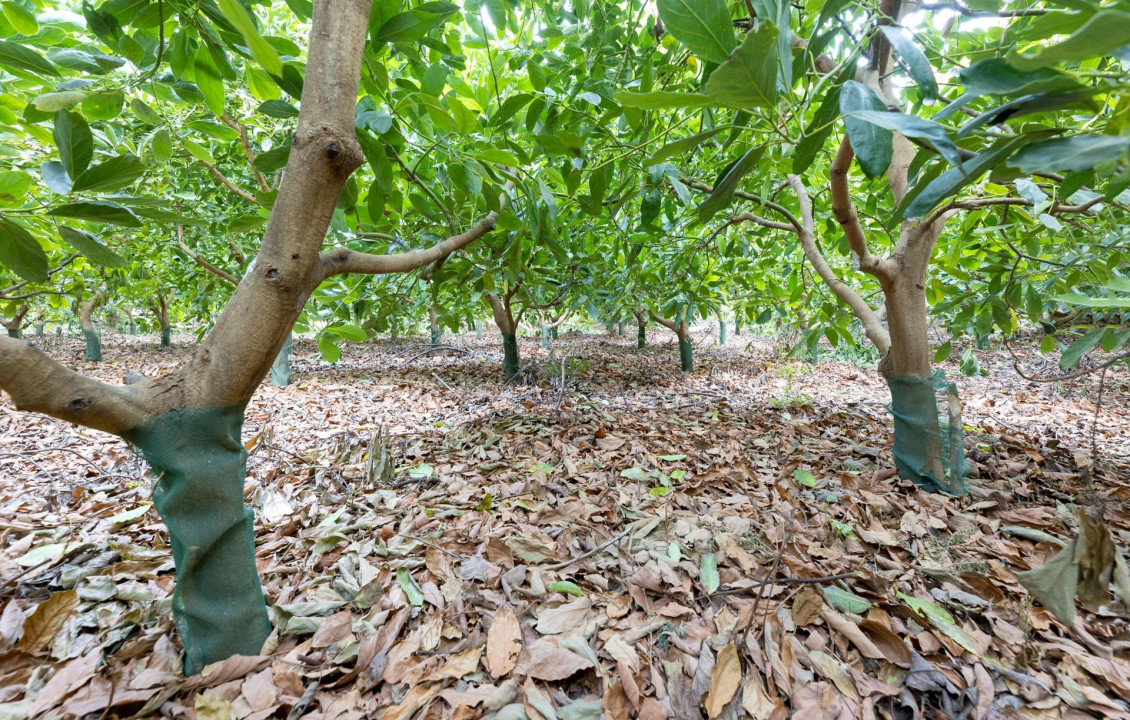 Venta - Fincas y solares - Vélez de Benaudalla