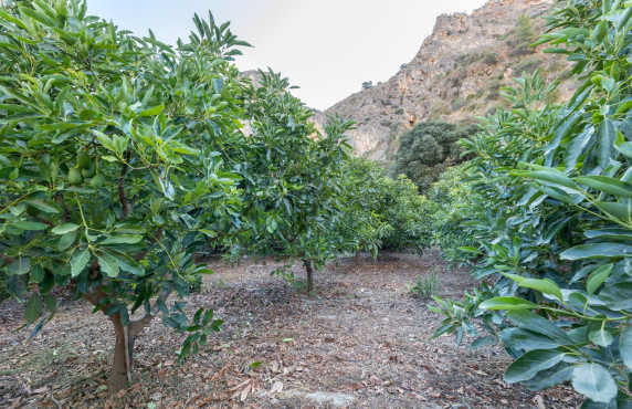 Venta - Fincas y solares - Vélez de Benaudalla