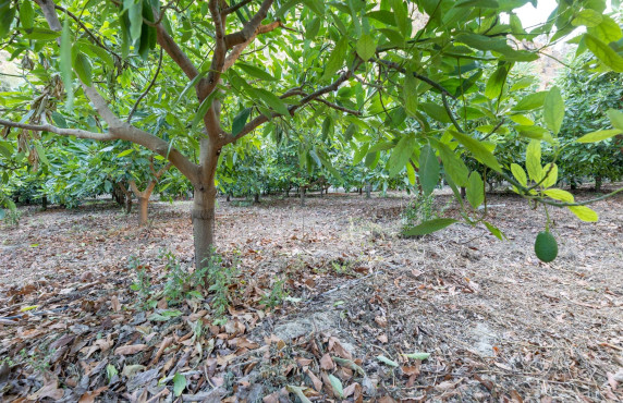 Venta - Fincas y solares - Vélez de Benaudalla