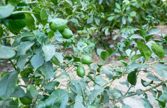 Venta - Fincas y solares - Vélez de Benaudalla