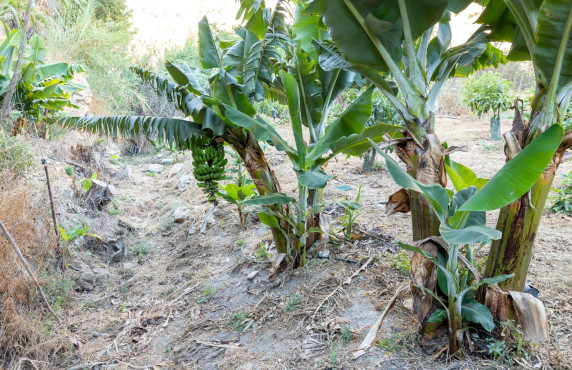 Venta - Fincas y solares - Vélez de Benaudalla