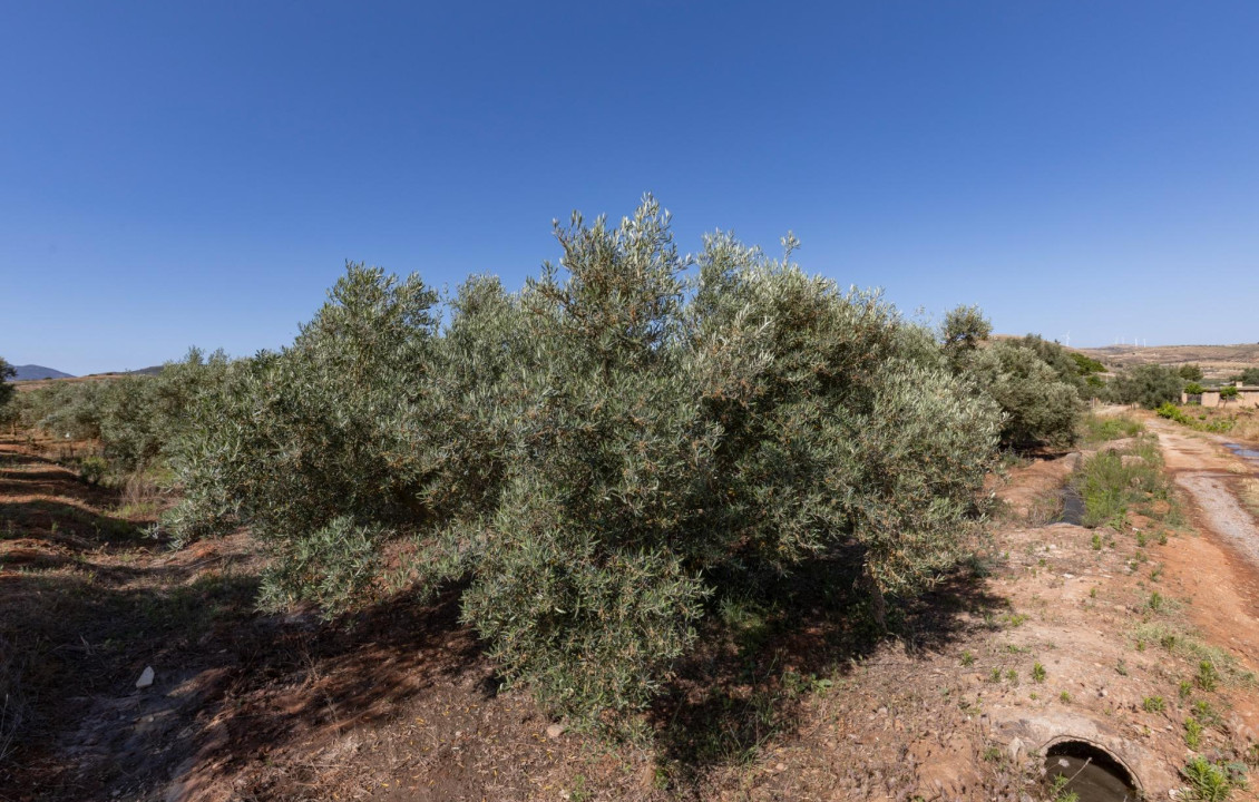 Venta - Fincas y solares - Cozvíjar - de Cozvijar