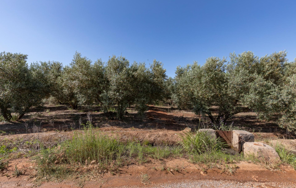 Venta - Fincas y solares - Cozvíjar - de Cozvijar