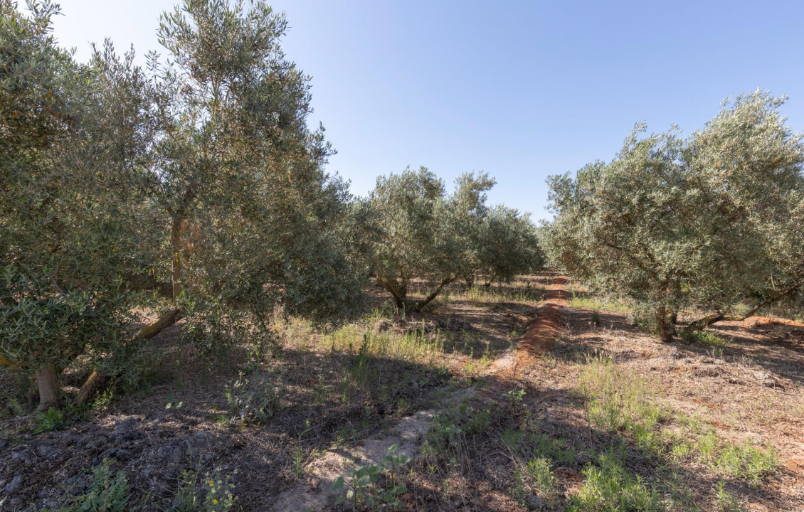 Venta - Fincas y solares - Cozvíjar - de Cozvijar