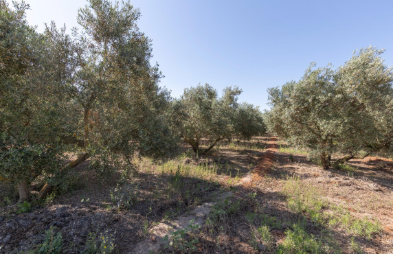 Venta - Fincas y solares - Cozvíjar - de Cozvijar