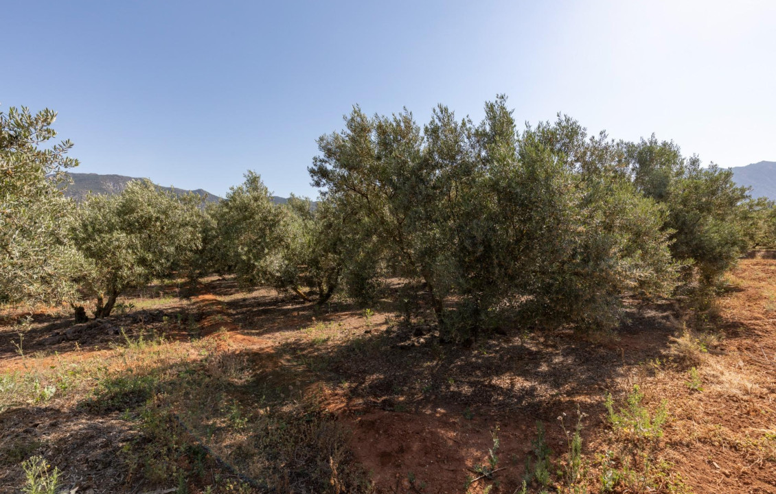 Venta - Fincas y solares - Cozvíjar - de Cozvijar