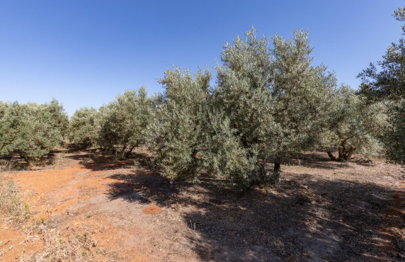 Venta - Fincas y solares - Cozvíjar - de Cozvijar