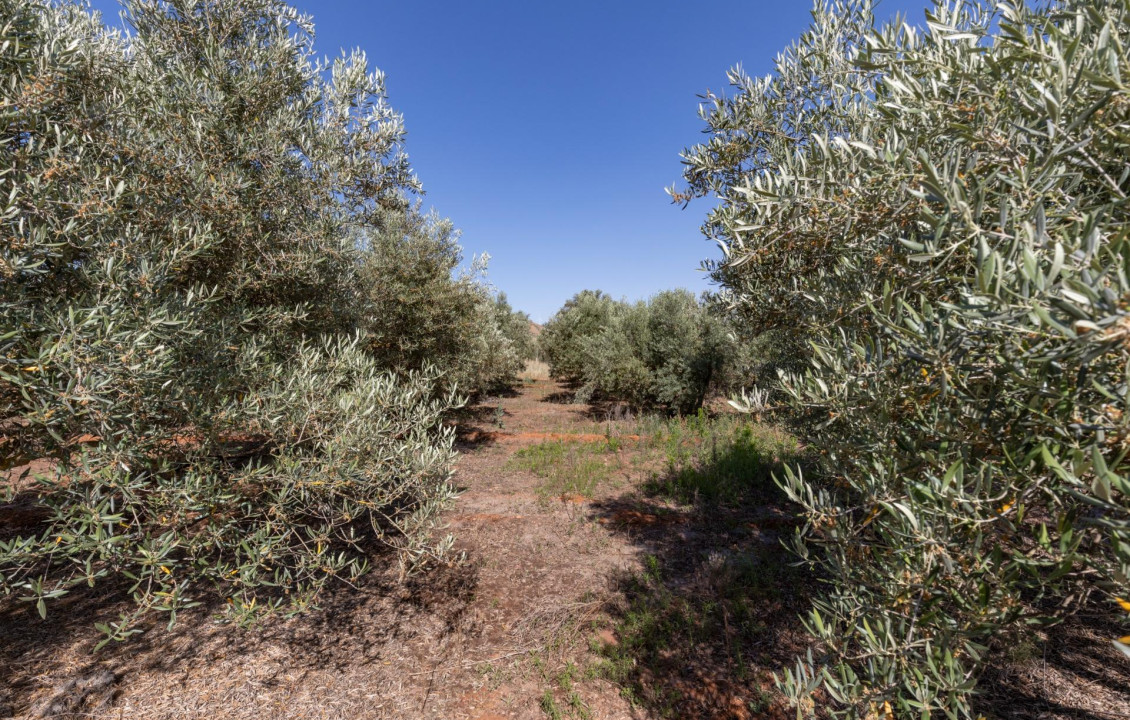 Venta - Fincas y solares - Cozvíjar - de Cozvijar