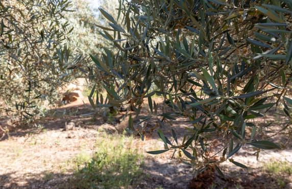 Venta - Fincas y solares - Cozvíjar - de Cozvijar