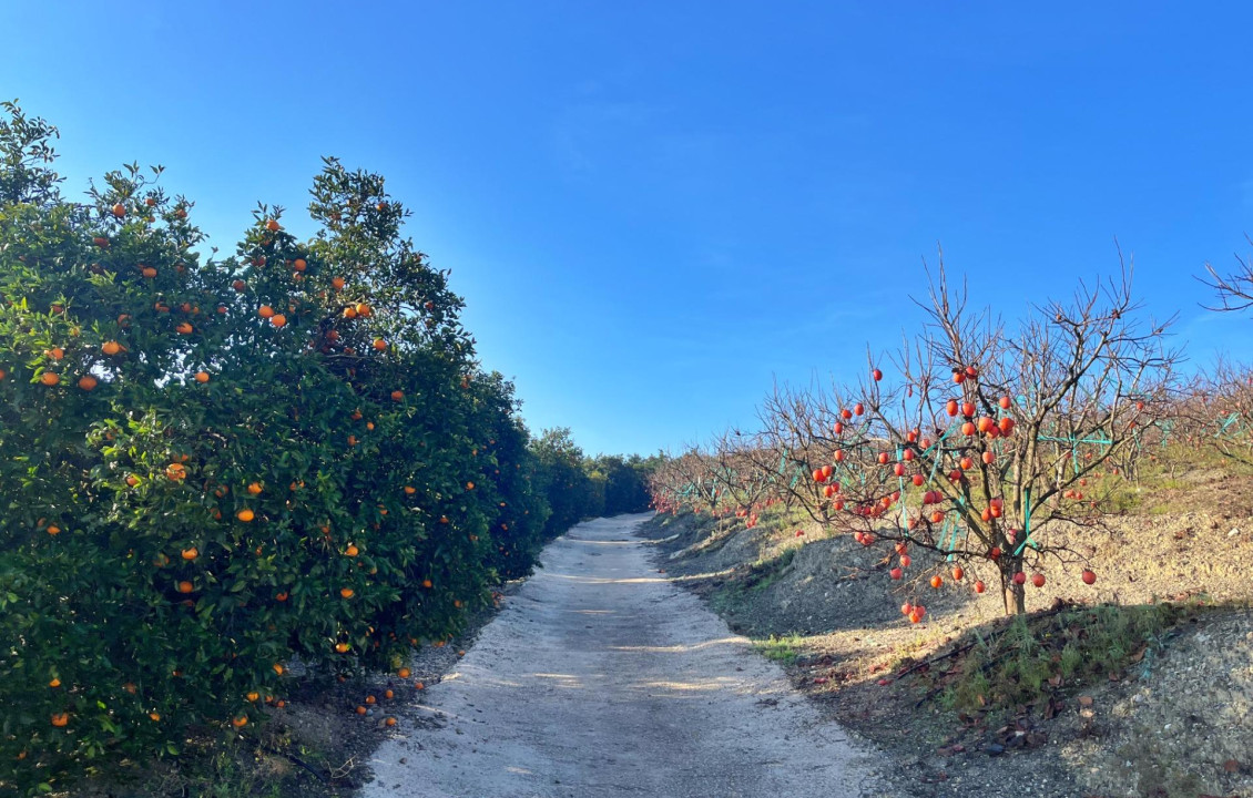 Venta - Fincas y solares - Barxeta - POLIGONO 22