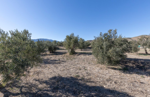 For Sale - Fincas y solares - Baza - Paraje Zoaime