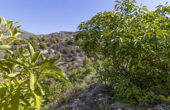 Venta - Casas o chalets - Jete - Polígono 3 Parcela 564 BARRANCO LA FIFA. JETE (GR