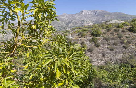 Venta - Casas o chalets - Jete - Polígono 3 Parcela 564 BARRANCO LA FIFA. JETE (GR