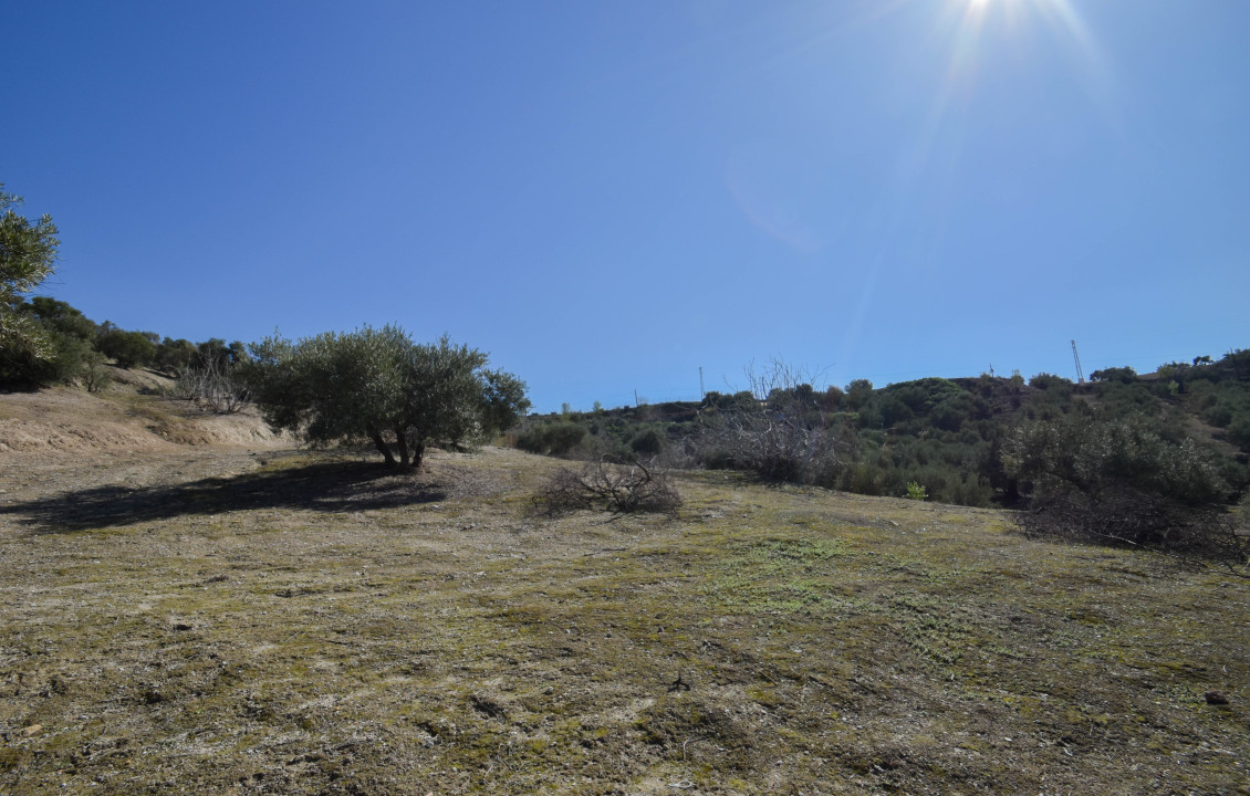 Venta - Fincas y solares - Pulianas - Calle Alameda