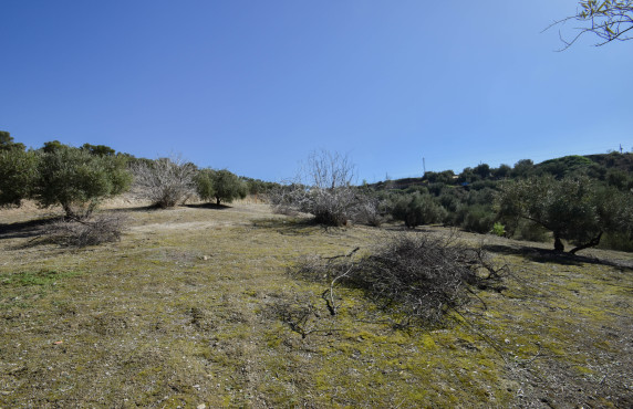 Venta - Fincas y solares - Pulianas - Calle Alameda