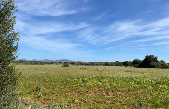 Venta - Fincas y solares - Ses Salines - poligono 6 parcelo 527