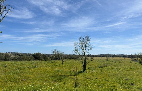 Venta - Fincas y solares - Ses Salines - poligono 6 parcelo 527