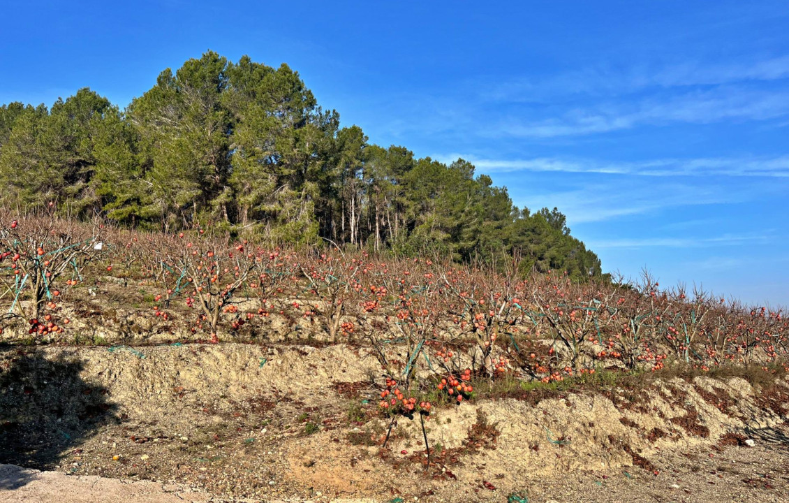 Venta - Fincas y solares - Barxeta - POLIGONO 22