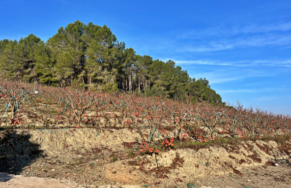 Venta - Fincas y solares - Barxeta - POLIGONO 22