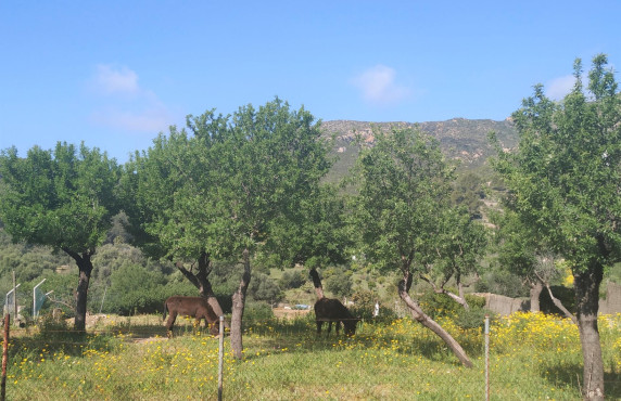 Venta - Casas o chalets - Andratx - S'ESTANYERA